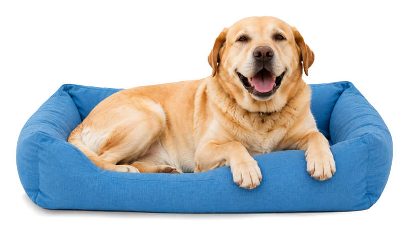 Dog resting in bed
